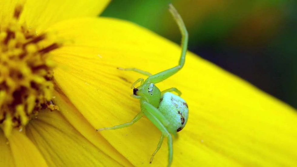 araxni spider